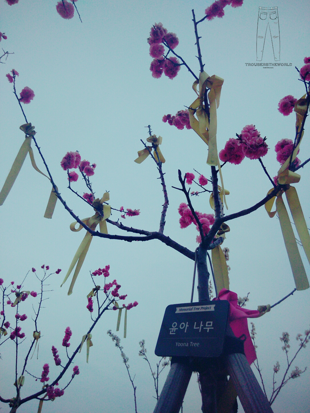 首爾汝矣島少女時代櫻花樹
